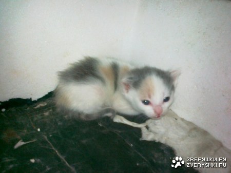 ��� �������� :)