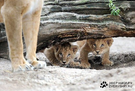 ��������� ������������ (2 ����)