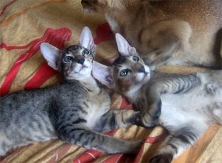 ������� :)