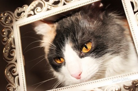 ������� �������