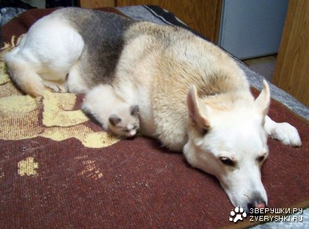 ������� ������ ;)