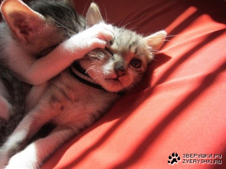 �������� (4 ����)