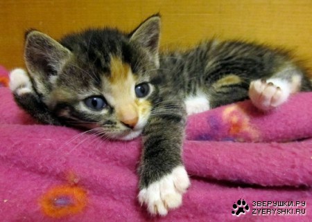 ���� �����... :)