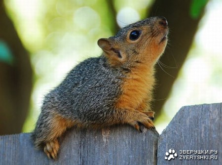 �������� (7 ����)