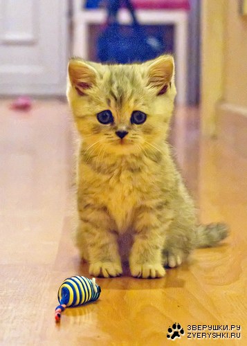 ��������� �� ����, ����������... :)