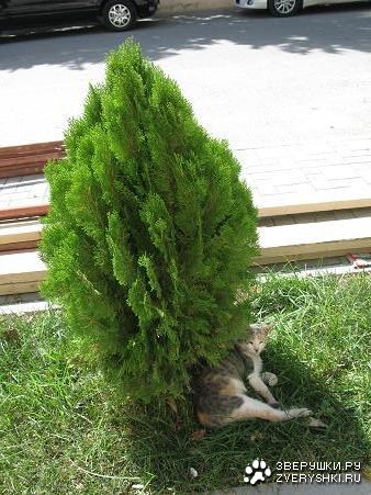 ����� ��������, �������� �������� �� ���� (�����������)