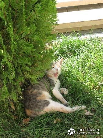 ����� ��������, �������� �������� �� ���� (�����������)