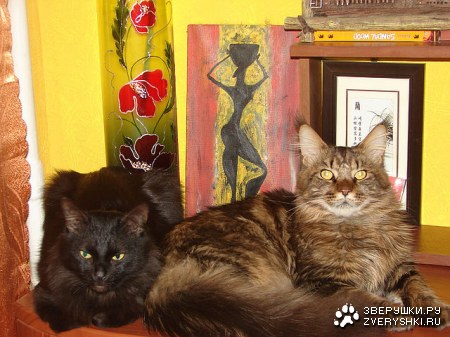 ������ :)