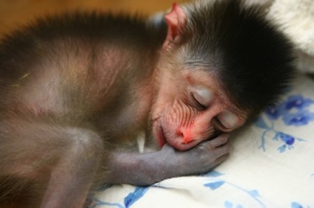 ����� ����� (3 ����)