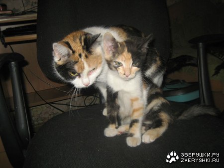 ���� � ������ (4 �������� ����)