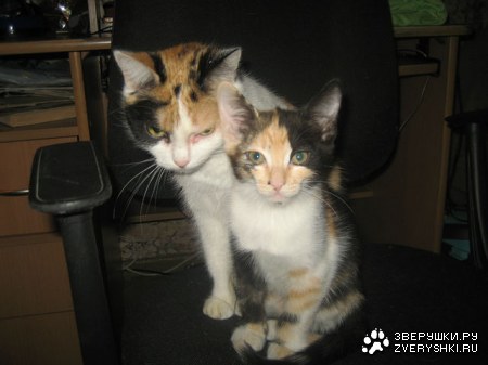 ���� � ������ (4 �������� ����)