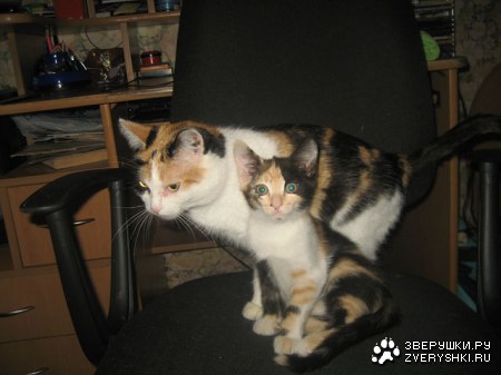 ���� � ������ (4 �������� ����)