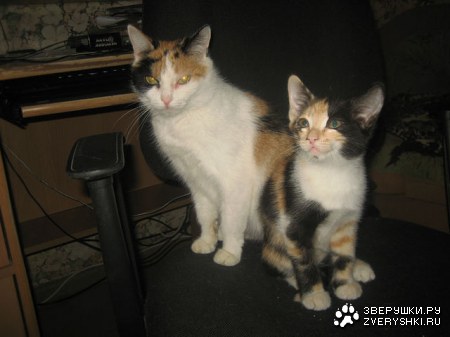 ���� � ������ (4 �������� ����)