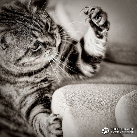 ��� � ������� �������� ;)