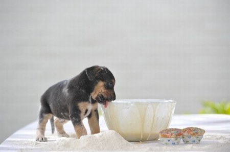 ��������� (4 ����)