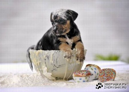 ��������� (4 ����)