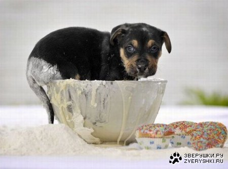 ��������� (4 ����)