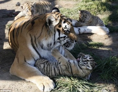 �������� ������� (4 ����)