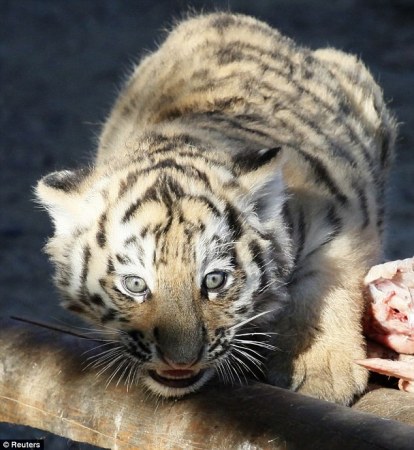 �������� ������� (4 ����)