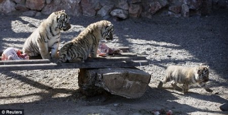 �������� ������� (4 ����)