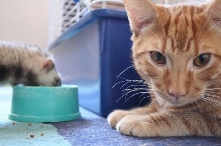 ���-�� ��� �� ���! (4 ����)