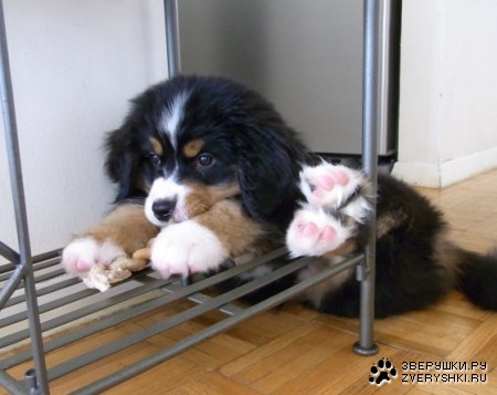 � � ���� ��� ������ ���� �������� :)