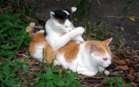 �������� ������ (8 ����)