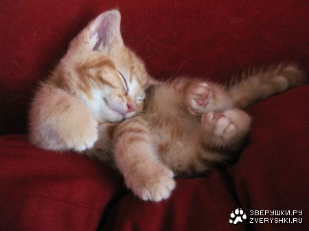 �������� ������ (8 ����)