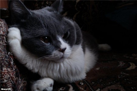 �������� ������ (8 ����)