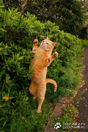 ������ � ���� ��������� :)