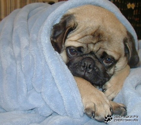 �������� ����...