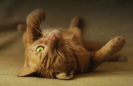 ������ ���� ����! :)