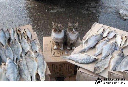 ��������, ������ ������ :)