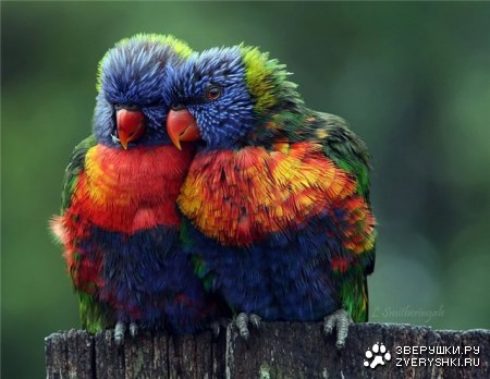 ���������� :)