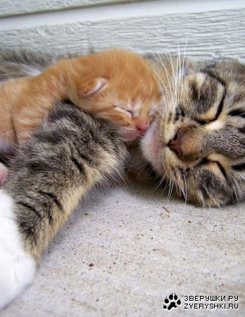 �������� (3 ����)