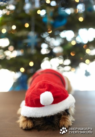 �����-����� ����� ��� :)