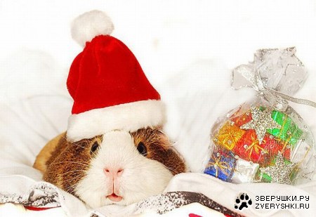 ����������� �������� (9 ����)