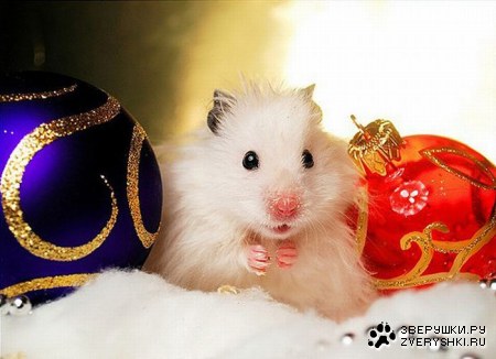 ����������� �������� (9 ����)