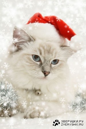 ����������� �������� (9 ����)