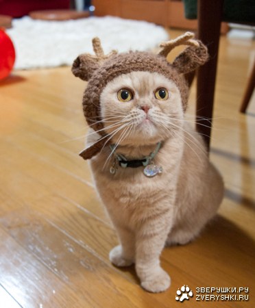 ������ ������� ;)