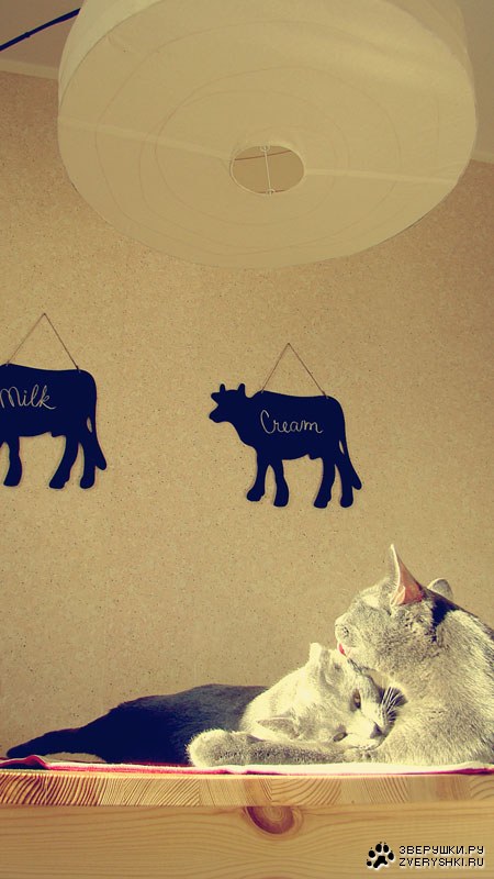 Очаровательные Пеппер и Мишель (25 фото) Очаровательные Пеппер и Мишель (25 фото)