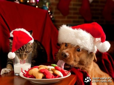 � ����������� 2012 �����! :)