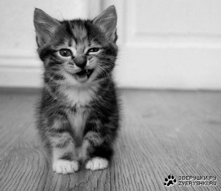 �������� ������� (8 ����)