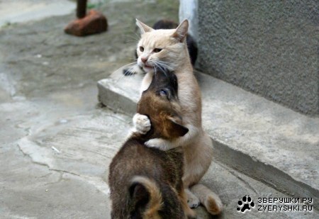 ������ �������� (7 ����)