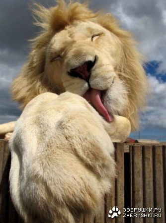 ������ �������� (7 ����)