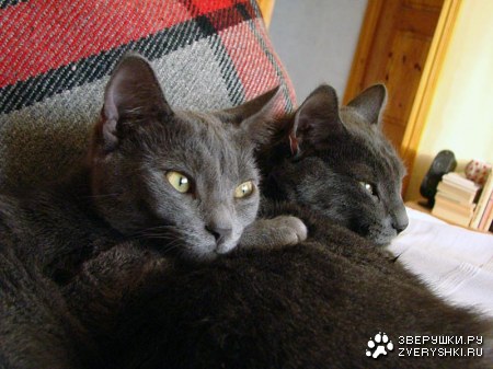 �������������� ������ � ������ (25 ����)