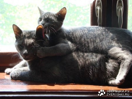 �������������� ������ � ������ (25 ����)