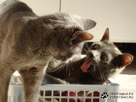 �������������� ������ � ������ (25 ����)