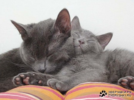 �������������� ������ � ������ (25 ����)