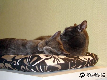 �������������� ������ � ������ (25 ����)